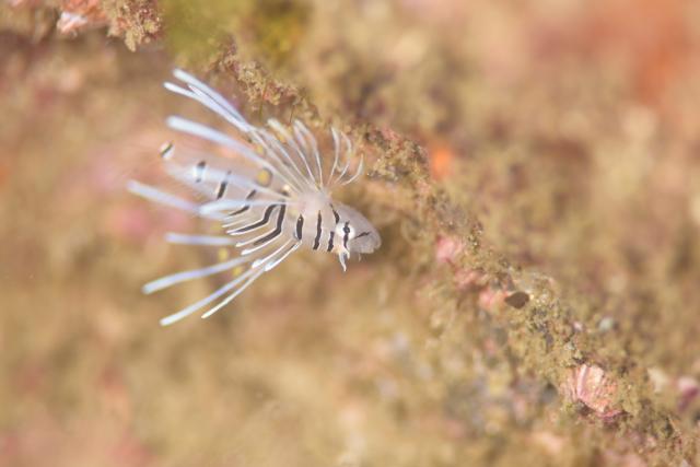 黄色のかわいい生物達！
