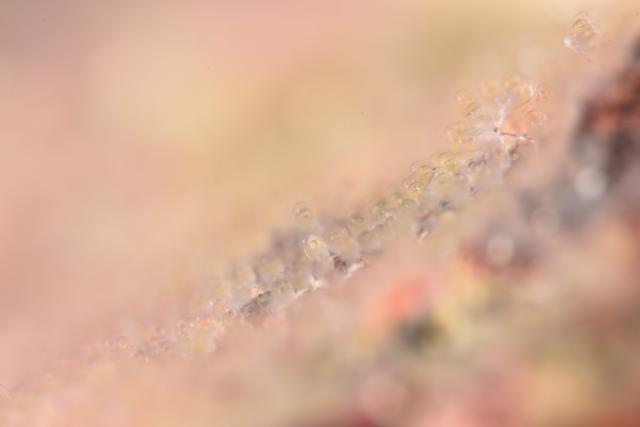 黄色のかわいい生物達！