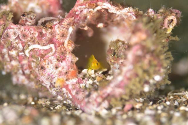 黄色のかわいい生物達！