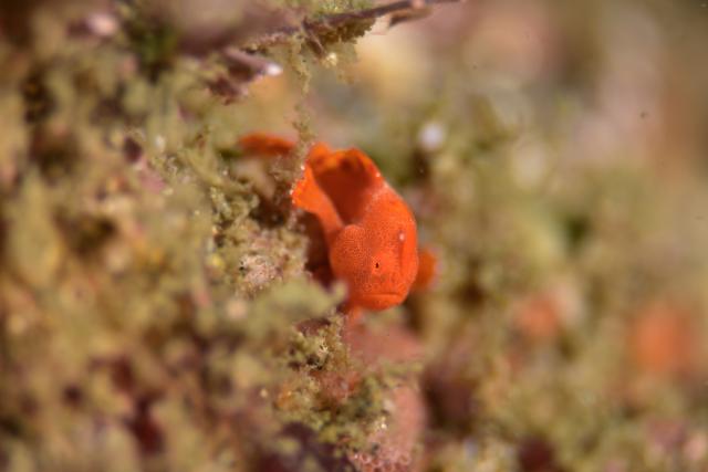黄色のかわいい生物達！