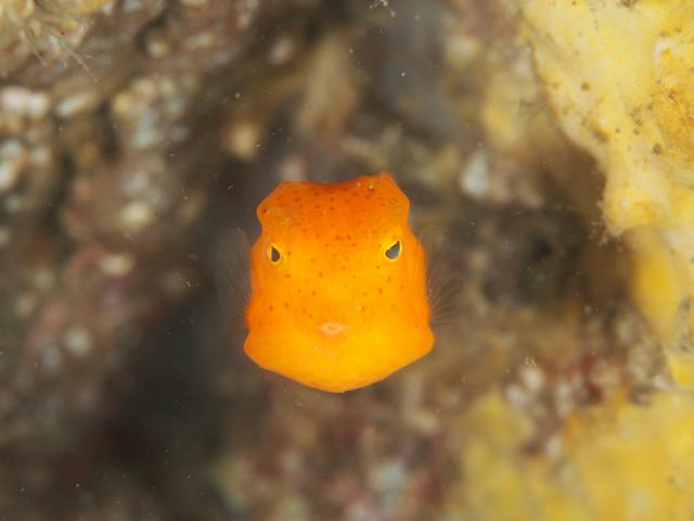 黄色のかわいい生物達！