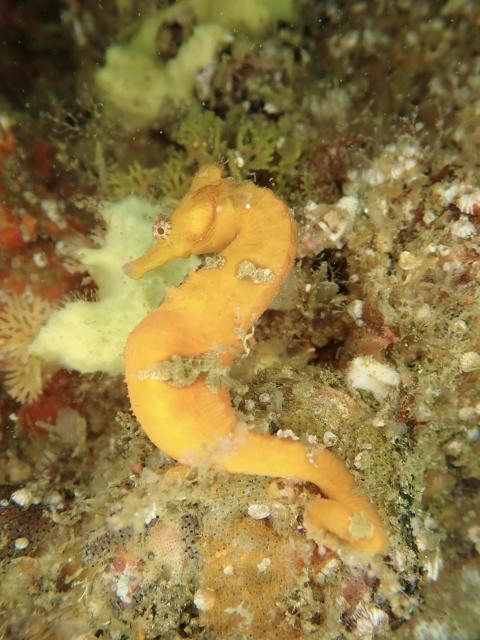 透視度に差がありすぎ！！