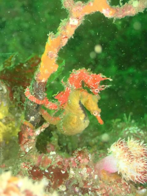 透視度に差がありすぎ！！