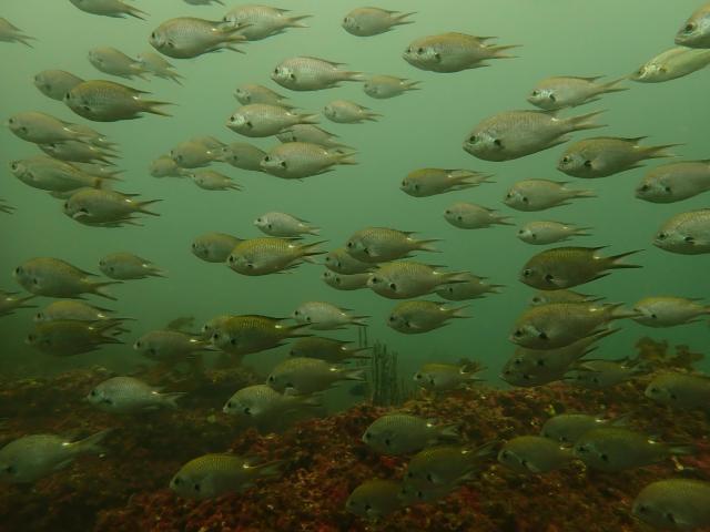 透視度に差がありすぎ！！