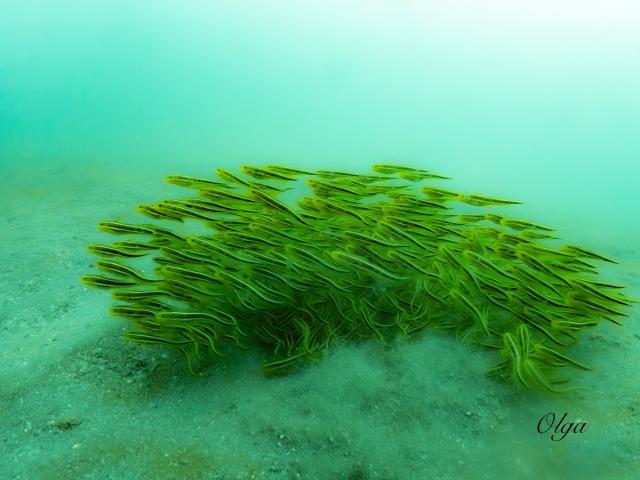 ２本充実ダイビング！！