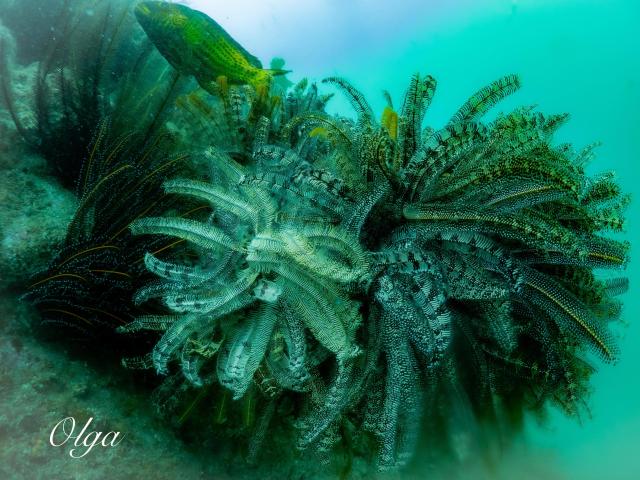 ２本充実ダイビング！！