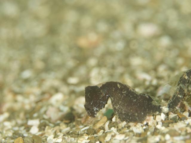 ２本充実ダイビング！！