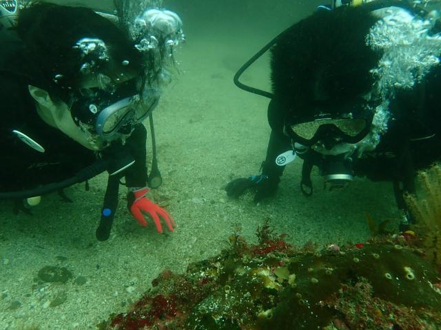 5年ぶりのダイビング！