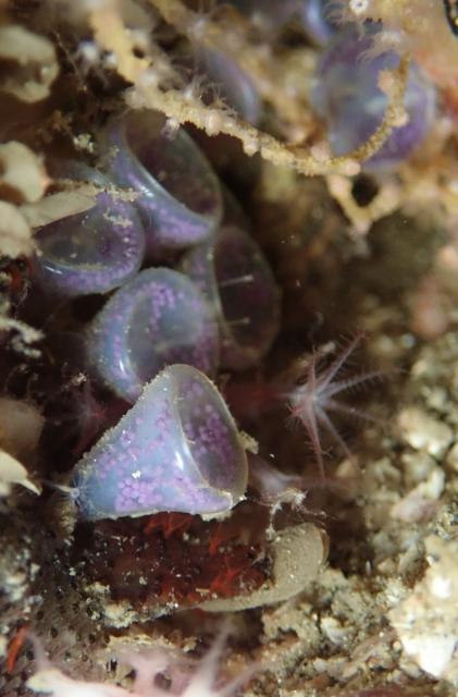 可愛いゲストが登場！！