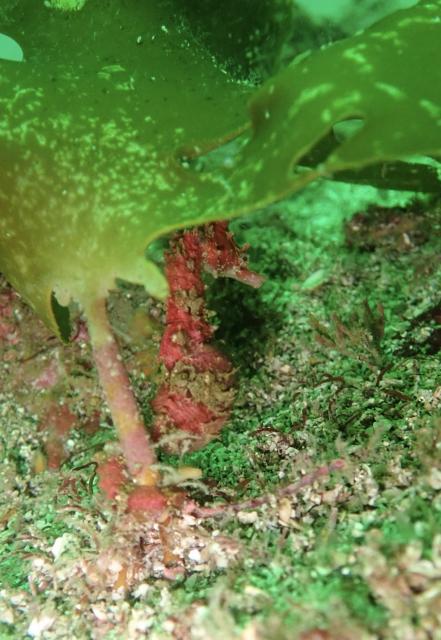 可愛いゲストが登場！！