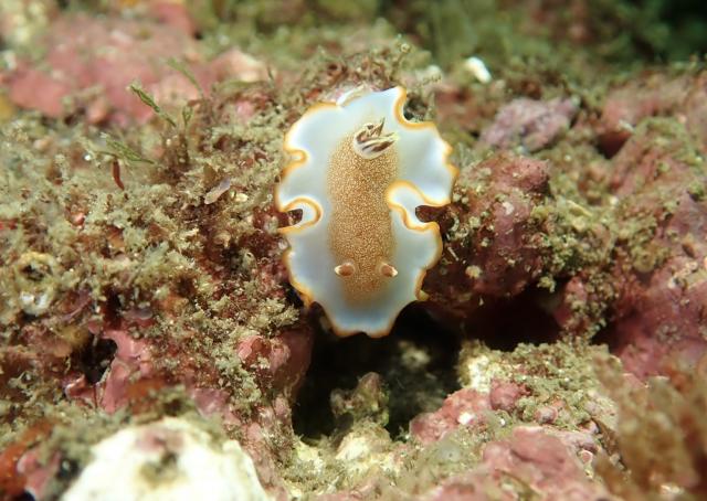 可愛いゲストが登場！！