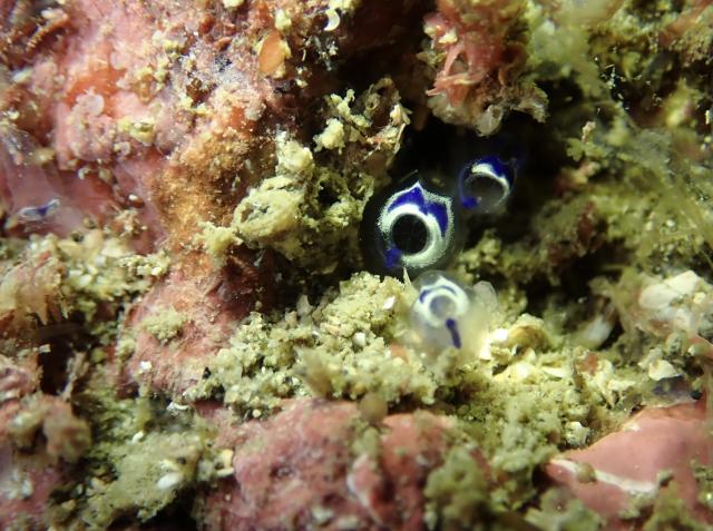 可愛いゲストが登場！！