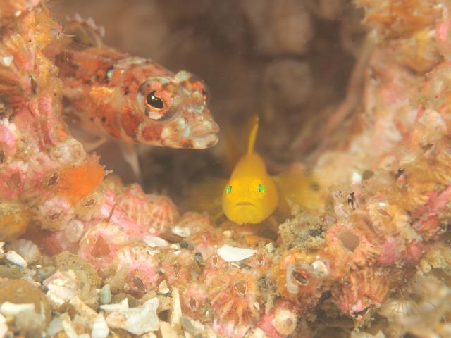 お盆スタート！！お誕生日＆６００本