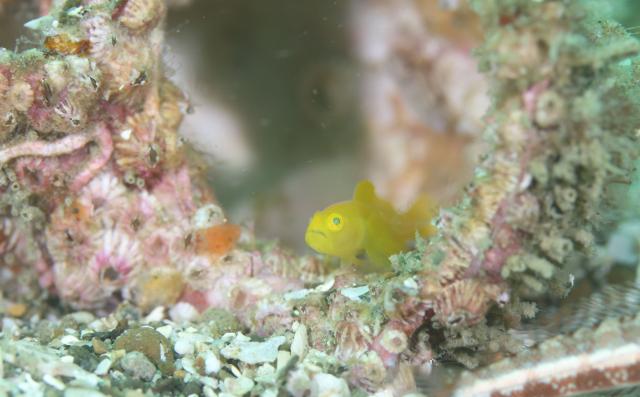 お盆スタート！！お誕生日＆６００本