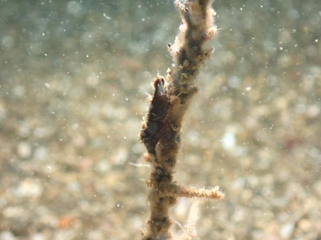 お盆スタート！！お誕生日＆６００本