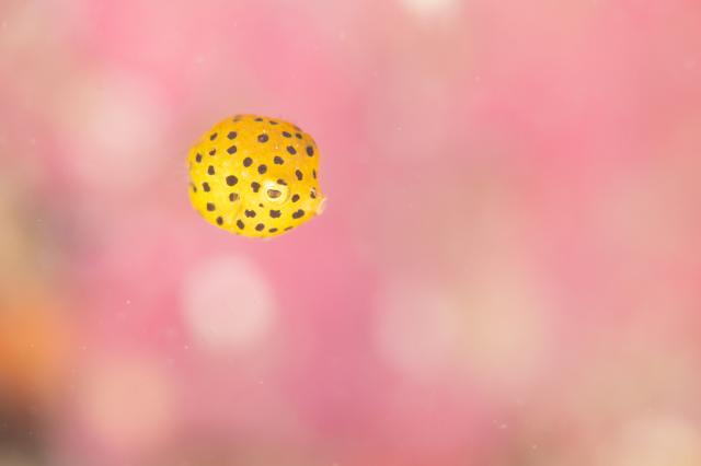 お盆スタート！！お誕生日＆６００本