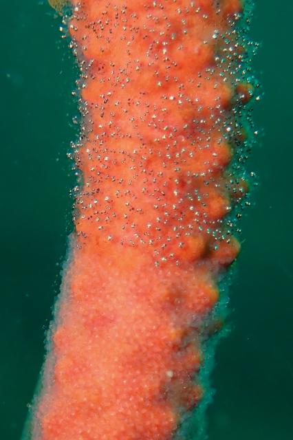 お盆スタート！！お誕生日＆６００本