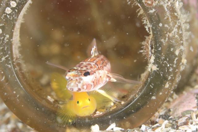 お盆スタート！！お誕生日＆６００本