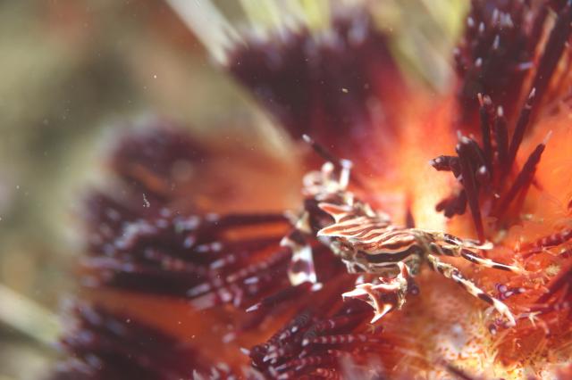 お盆スタート！！お誕生日＆６００本