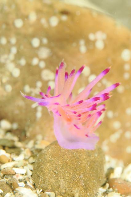 お盆スタート！！お誕生日＆６００本