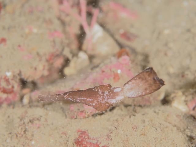 お盆スタート！！お誕生日＆６００本