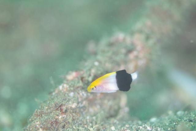 お盆スタート！！お誕生日＆６００本