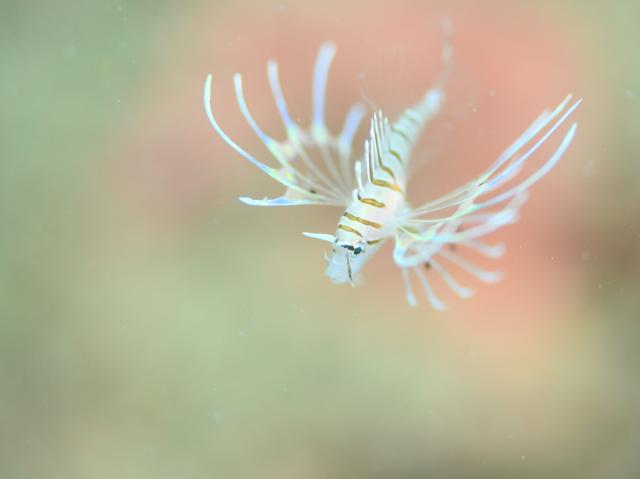 お盆スタート！！お誕生日＆６００本