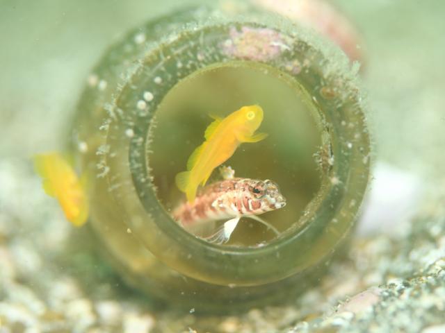 お盆スタート！！お誕生日＆６００本