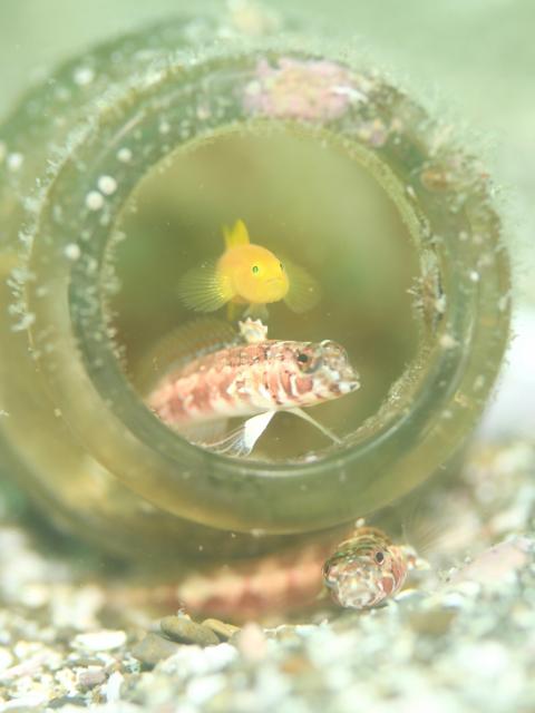 お盆スタート！！お誕生日＆６００本