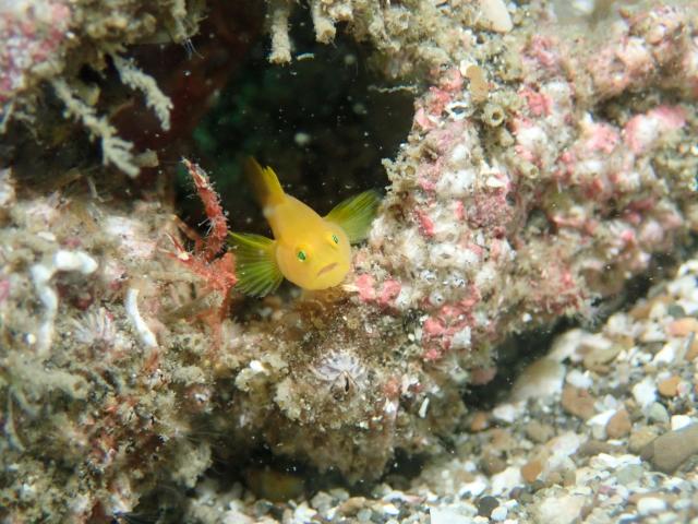 色々なチームでダイビング