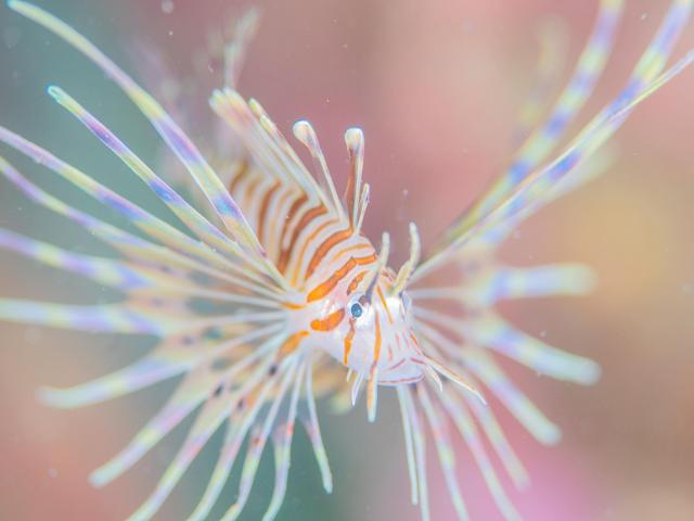 色々なチームでダイビング