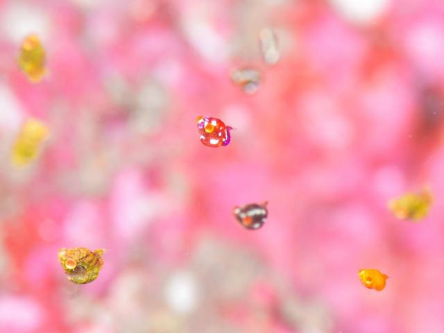 色々なチームでダイビング