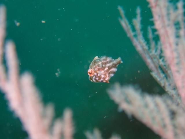 色々なチームでダイビング