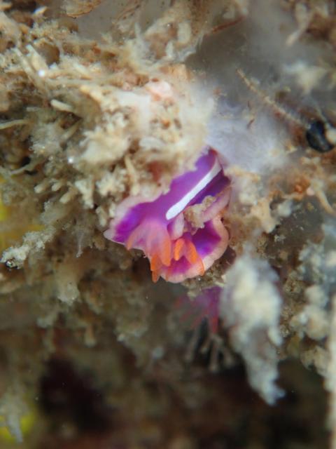 色々なチームでダイビング