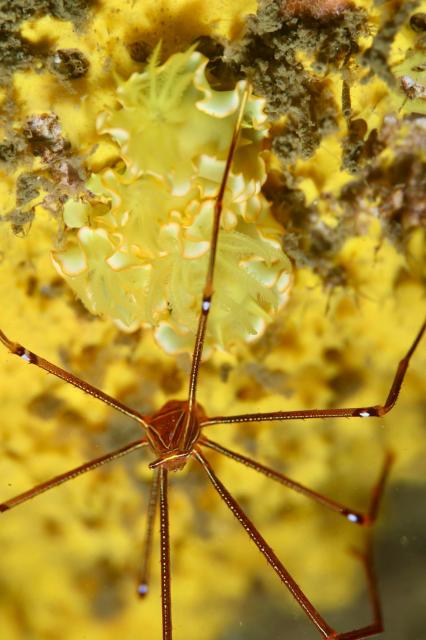 色々なチームでダイビング