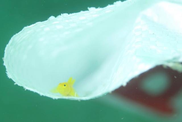 色々なチームでダイビング