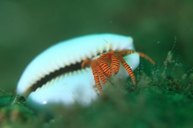 色々なチームでダイビング