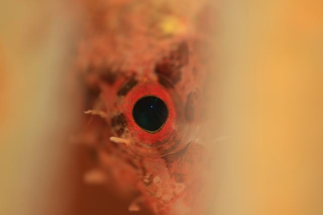 色々なチームでダイビング