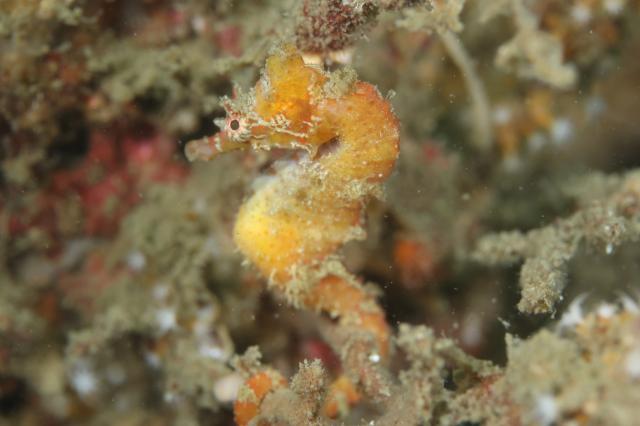 色々なチームでダイビング