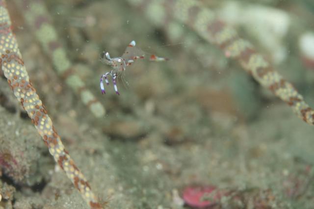 色々なチームでダイビング