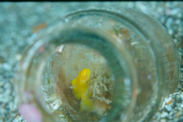 色々なチームでダイビング