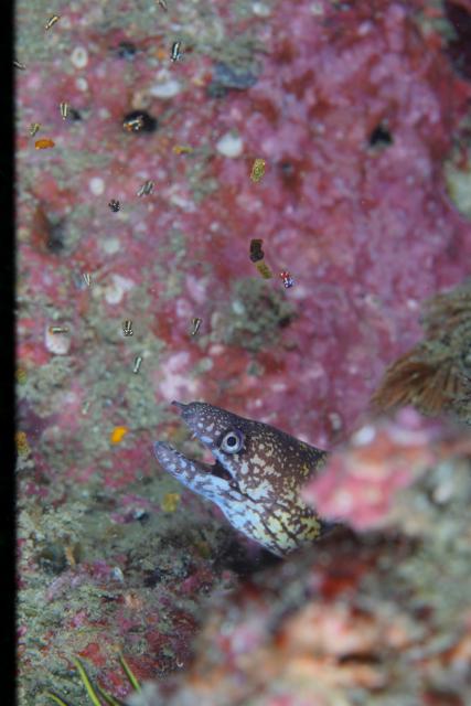 色々なチームでダイビング