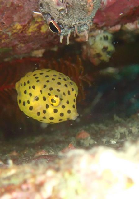 色々なチームでダイビング