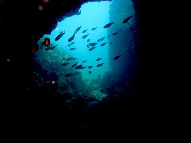 色々なチームでダイビング