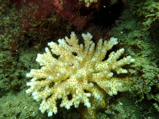 色々なチームでダイビング