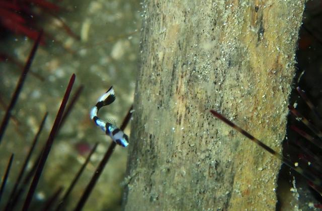 色々なチームでダイビング