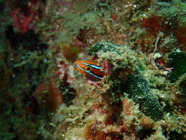 色々なチームでダイビング