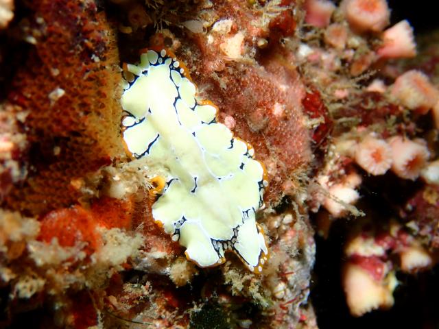 色々なチームでダイビング