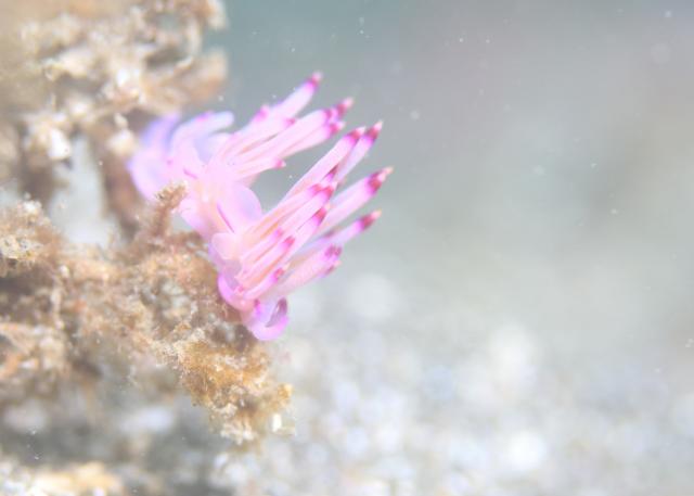 北風！葉山エントリー