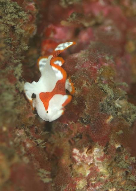 北風！葉山エントリー